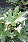 FATSIA JAPONICA VARIEGATA