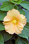 HIBISCUS ROSA-SINENSIS PICO APRICOT