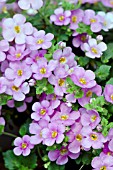 BACOPA PINK HALO