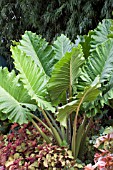 ALOCASIA MACRORHIZA