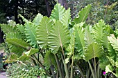 ALOCASIA MACRORHIZA