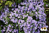 ASTER OBLONGIFOLIUS