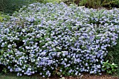 ASTER OBLONGIFOLIUS