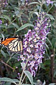 BUDDLEIA WITH BUTTERFLY