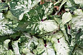 CALADIUM GREEN WITH WHITE