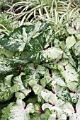 CALADIUM GREEN WITH WHITE