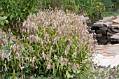 CHASMANTHIUM LATIFOLIUM