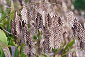 CHASMANTHIUM LATIFOLIUM