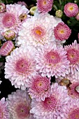 CHRYSANTHEMUM COOL CHERYL