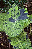 COLOCASIA ESCULENTA MOJITO