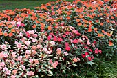 IMPATIENS SUNPATIENS MIX