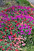 IMPATIENS WALLERIANA MIX