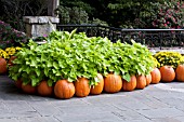 IPOMOEA MARGUERITE AND PUMPKINS