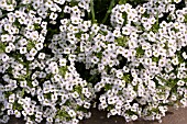 LOBULARIA SNOW PRINCESS