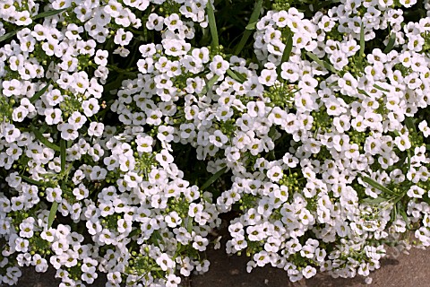 LOBULARIA_SNOW_PRINCESS