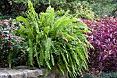 NEPHROLEPIS BOSTONIENSIS BOSTON FERN CONTAINER