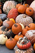 PUMPKIN  GOURD MIX