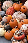 PUMPKIN  GOURD MIX