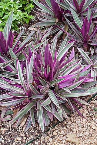 RHOEO_SPATHACEA_TRICOLOR