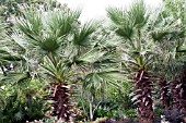 WASHINGTONIA FILIFERA