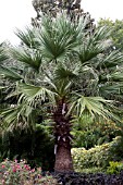 WASHINGTONIA FILIFERA