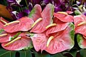 ANTHURIUM PINK CLOSEUP