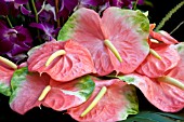 ANTHURIUM PINK CLOSEUP