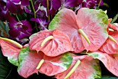 ANTHURIUM PINK CLOSEUP