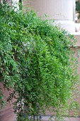 ASPARAGUS FERN SPRENGERI