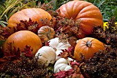 AUTUMN SCENE PUMPKINS