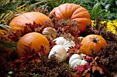 AUTUMN SCENE PUMPKINS