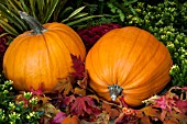 AUTUMN SCENE PUMPKINS