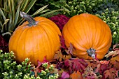 AUTUMN SCENE PUMPKINS