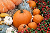 AUTUMN SCENE PUMPKINS