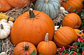 AUTUMN SCENE PUMPKINS