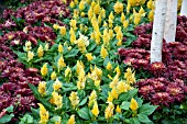 CELOSIA CHRYSANTHEMUM PLANTING