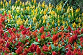 CELOSIA PLANTING