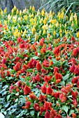 CELOSIA PLANTING