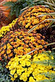 CHRYSANTHEMUM PLANTING YELLOW AND ORANGE