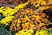 CHRYSANTHEMUM PLANTING YELLOW AND ORANGE