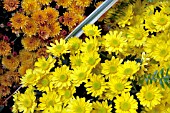 CHRYSANTHEMUM PLANTING YELLOW AND ORANGE