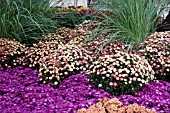 CHRYSANTHEMUM PLANTING