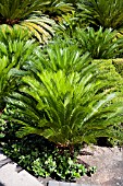 CYCAS REVOLUTA SAGO PALM