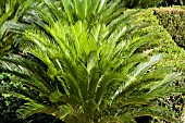 CYCAS REVOLUTA SAGO PALM