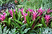 GUZMANIA PURPLE PLANTING