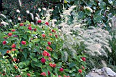 LANTANA DALLAS RED AND PENNISETUM