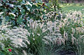 PENNISETUM ALOPECUROIDES FOUNTAIN GRASS