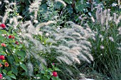 PENNISETUM ALOPECUROIDES FOUNTAIN GRASS