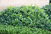 PITTOSPORUM TOBIRA WHEELERS DWARF