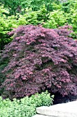 ACER PALMATUM DISSECTUM EVER RED